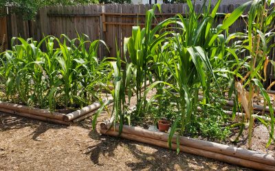 Benefits of Having A Garden in Your Backyard